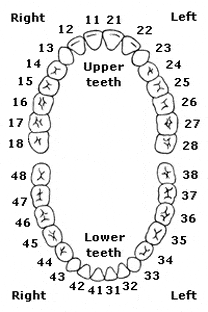 australian teeth numbers